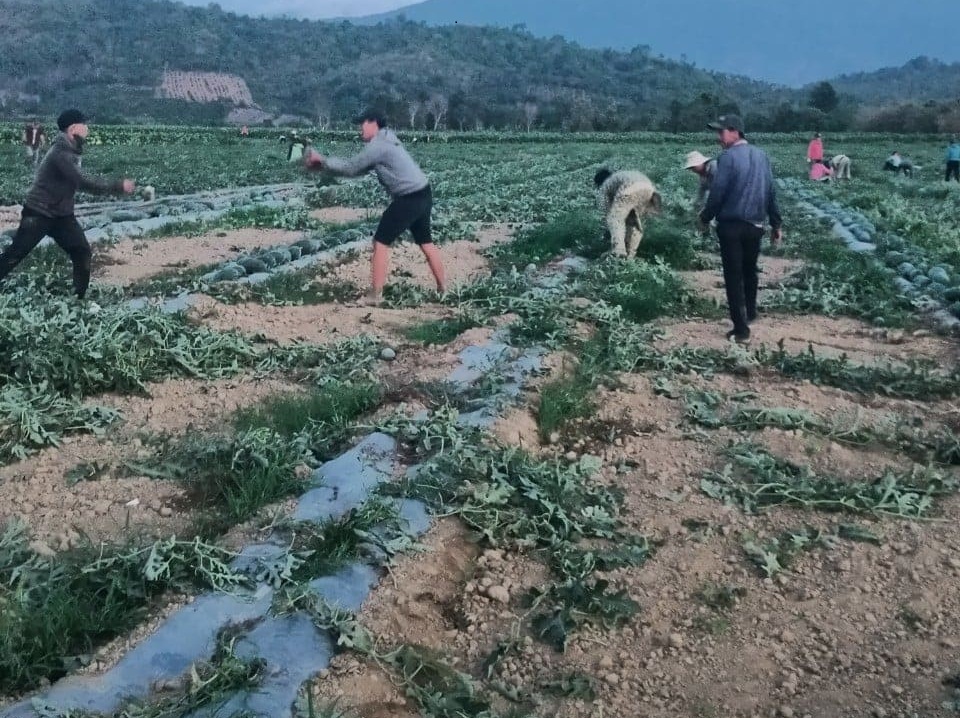 Mùa dưa hấu “ngọt”